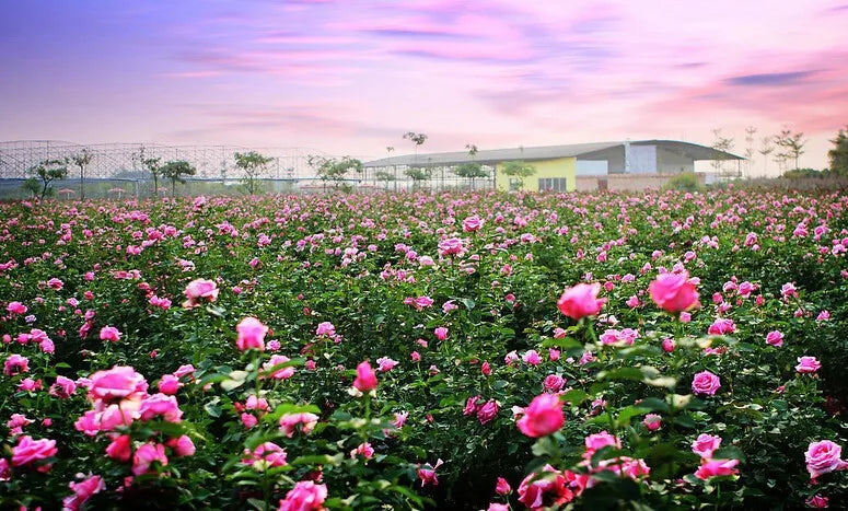 AKARZ Unique Rare Essential Oil Aromatic for Aromatherapy Diffusers Face Body Skin Care Massage Aroma Perfume Oil Viralgem Store