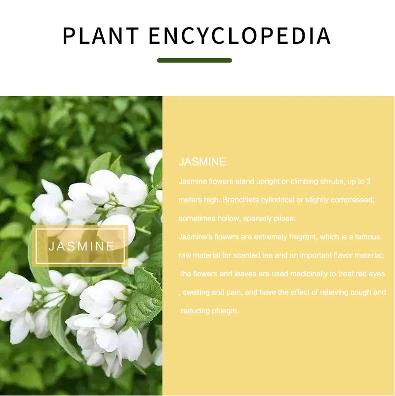 100% Pure Organic Therapeutic Grade Jasmine Oil for Diffuser, Sleep, Perfume, Massage, Skin Care, Aromatherapy, Bath - 10ML