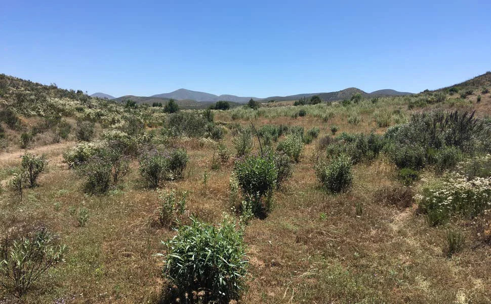 1-50PCS White Sage & Palo Santo for Smudging, Healing Purify Natural Incense Sticks Wooden Smudging Strips Aroma Diffuser Stains