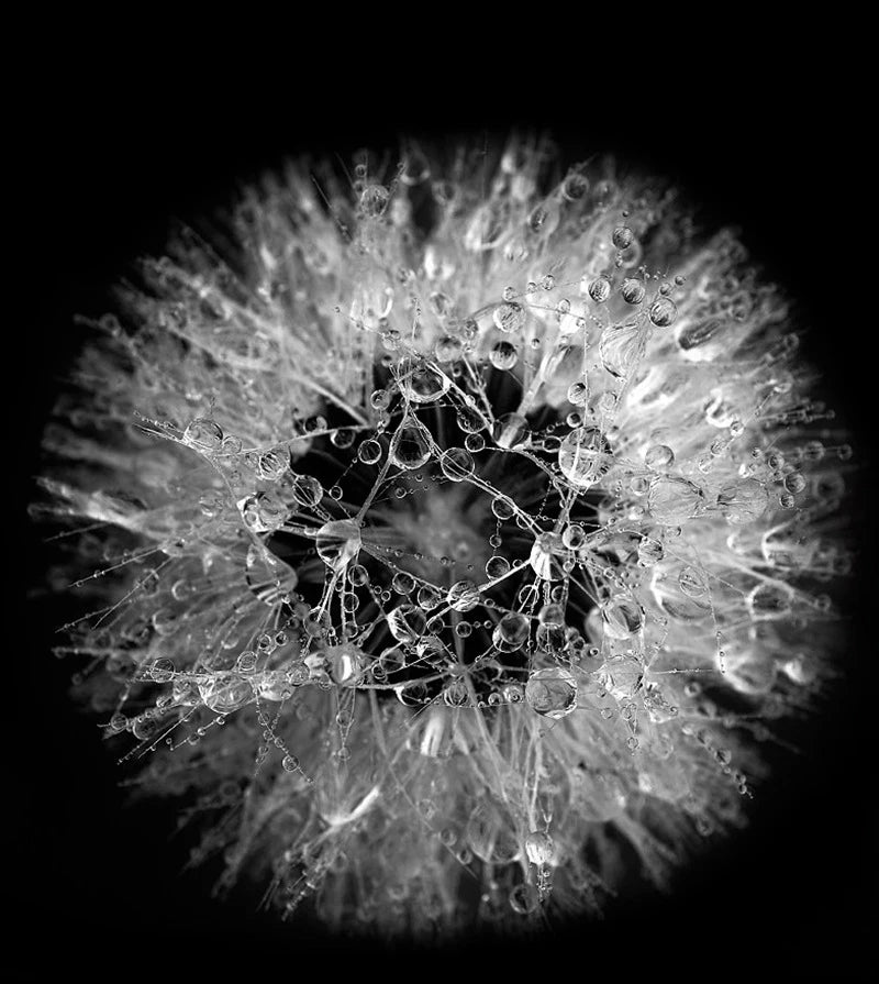 10pcs Sponge Microcrystal Freeze-dried Powder Collagen Regeneration Natural Biological Extract Sponge Spicules Skin Cell Renew Viralgem Store