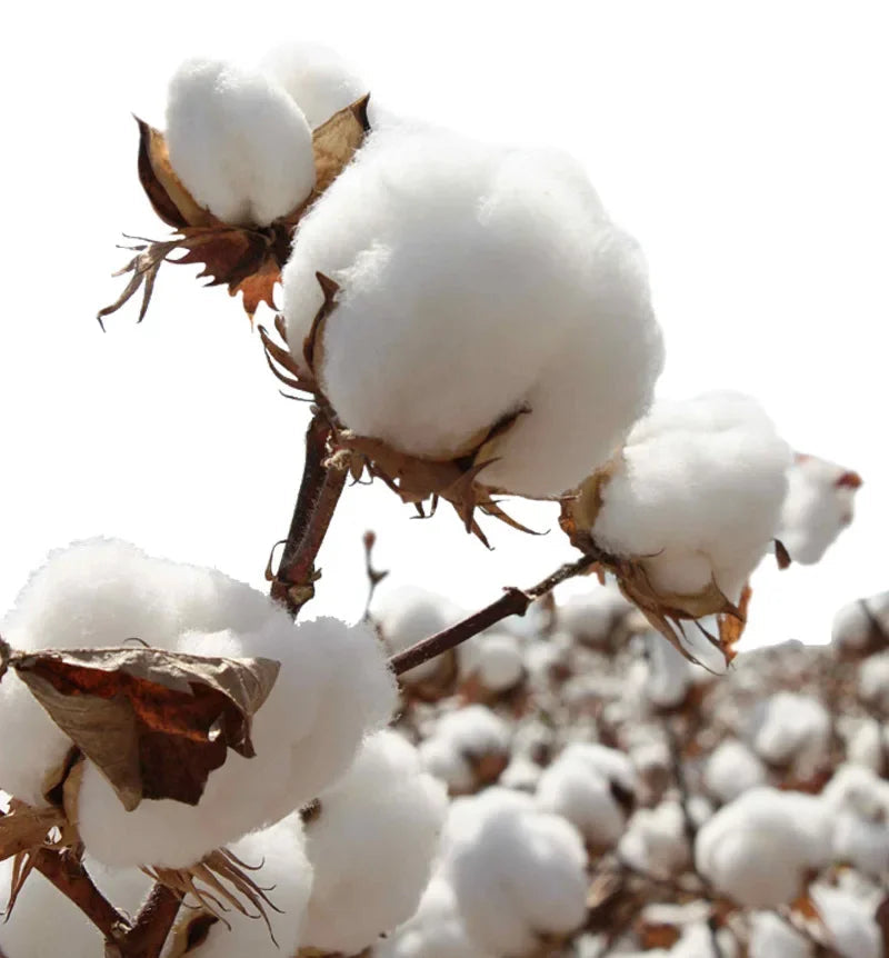 100-1200PCS Disposable Facial Puff Cotton Pads Makeup Accessories  Remover Practical Face Soft Remover Paper Take off the makeup Viralgem Store