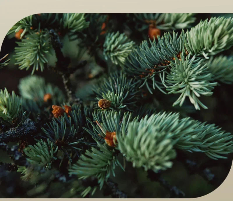 75ml Men's Perfume Eau De Parfum Homme Spray - Male Body Mist Cologne Fresh Scent Woody Notes Long Lasting Fragrance Viralgem Store