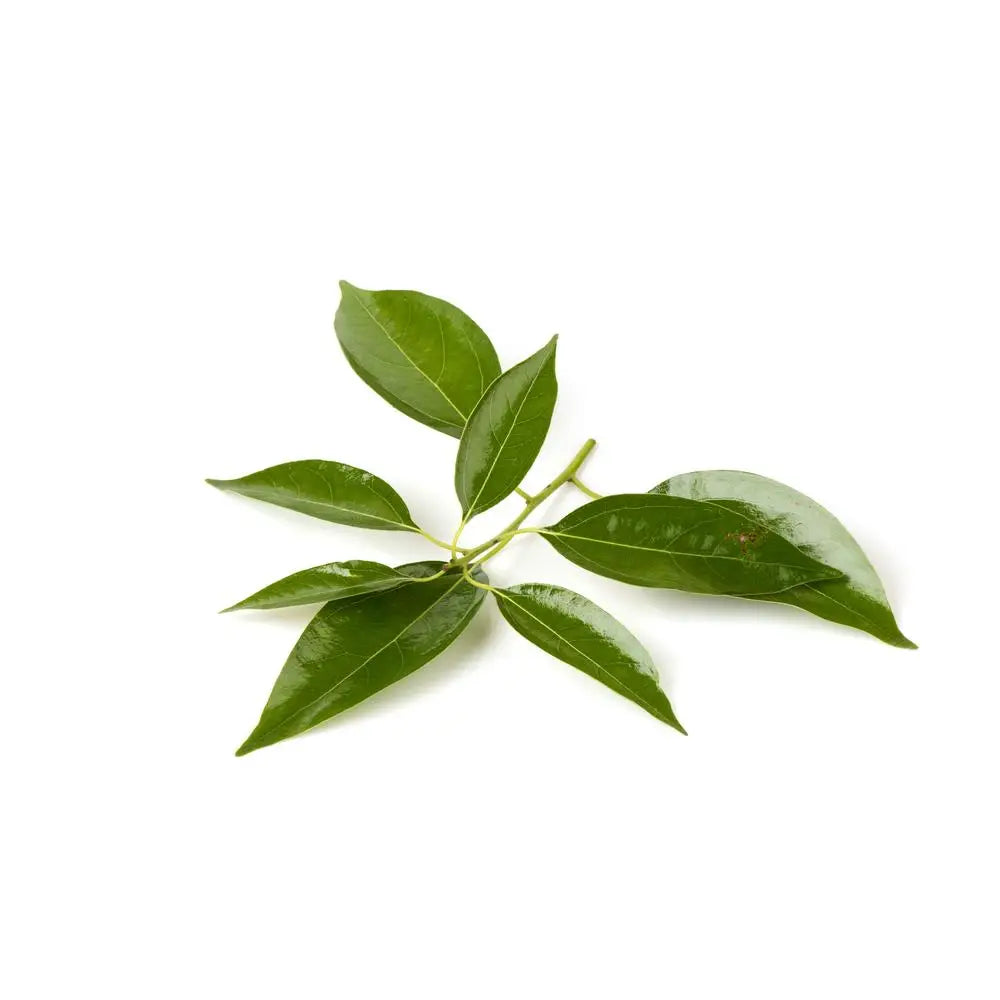 White Camphor Essential Oil Oroaroma Natural for Aromatherapy Diffusers Face Body Skin Care Massage Aroma Perfume Camphor Oil Viralgem Store