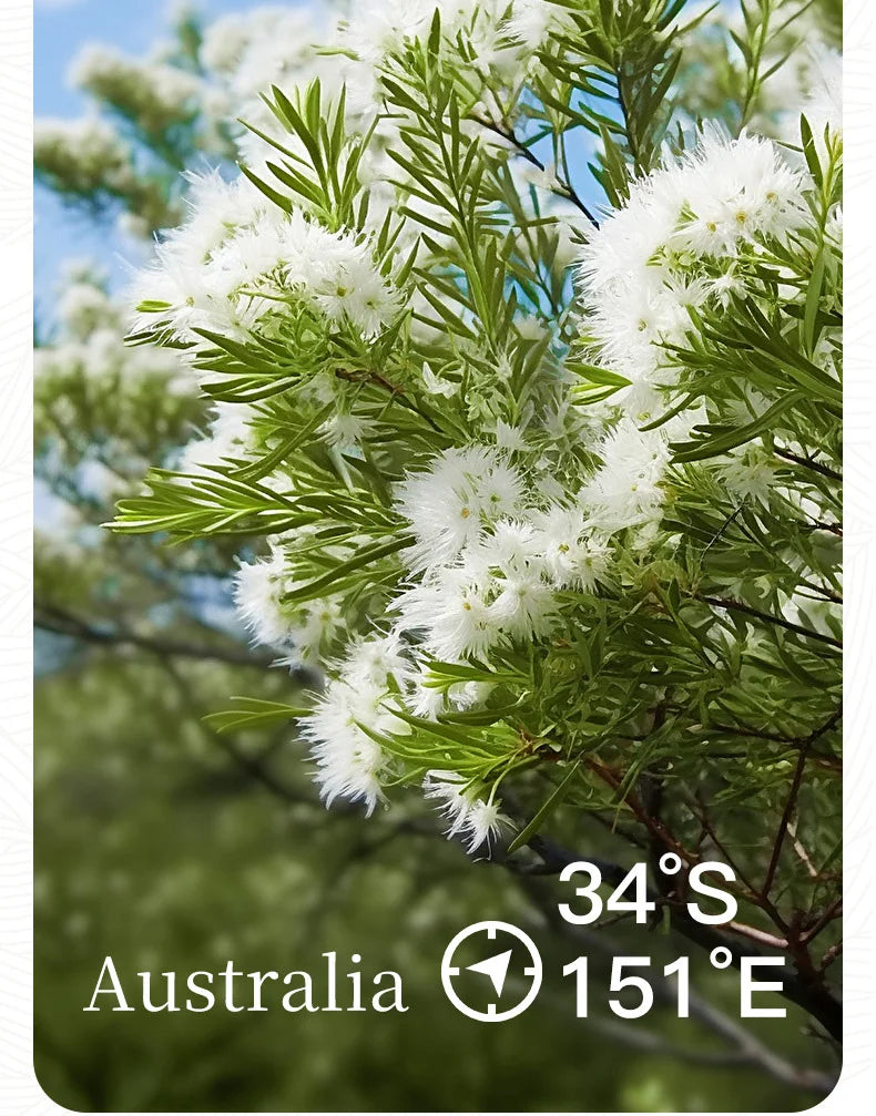 330ml Tea Tree Shower Oil Brightening Body Wash Even Out Skin Tone, Reduce Dark Spots, Skin Radiance, Body Shower Gel Whitening